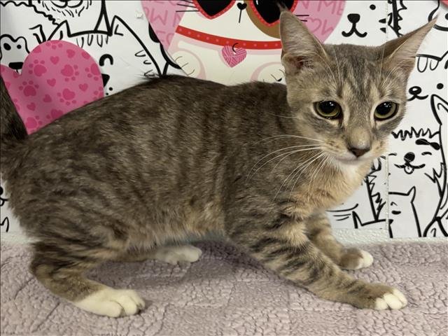 NIMI - Domestic Short Hair available for adoption