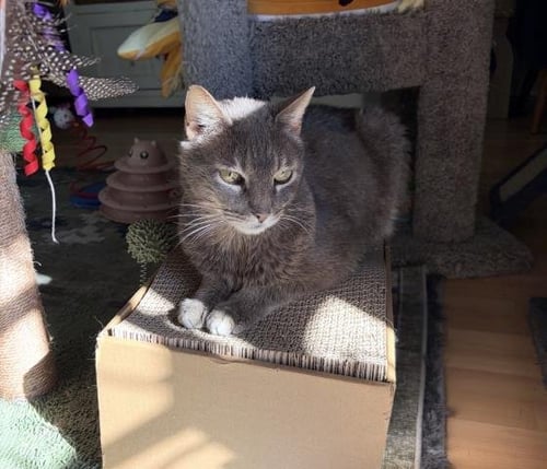 BOSS - Domestic Medium Hair available for adoption