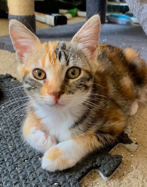 RHONDA - Domestic Short Hair available for adoption