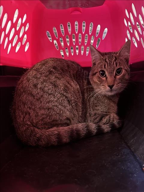 LEO - Domestic Short Hair available for adoption