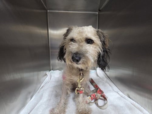 RODEEO - Poodle (Miniature) available for adoption