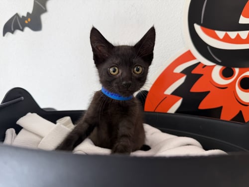 A2292490 - Domestic Short Hair available for adoption