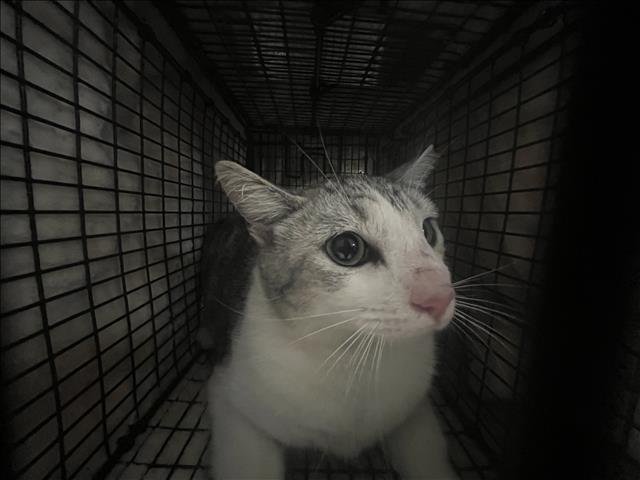 A2256341 - Domestic Short Hair available for adoption