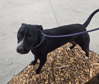 TIPPY - Photo 1
