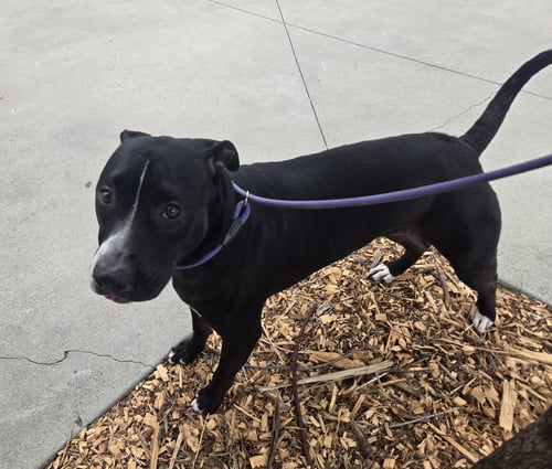 TIPPY - Pit Bull Terrier available for adoption