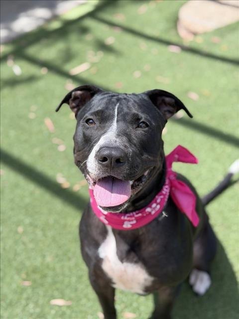 TIPPY - Pit Bull Terrier available for adoption