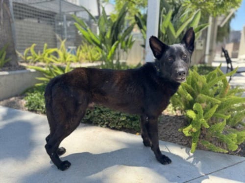 DON - German Shepherd Dog available for adoption