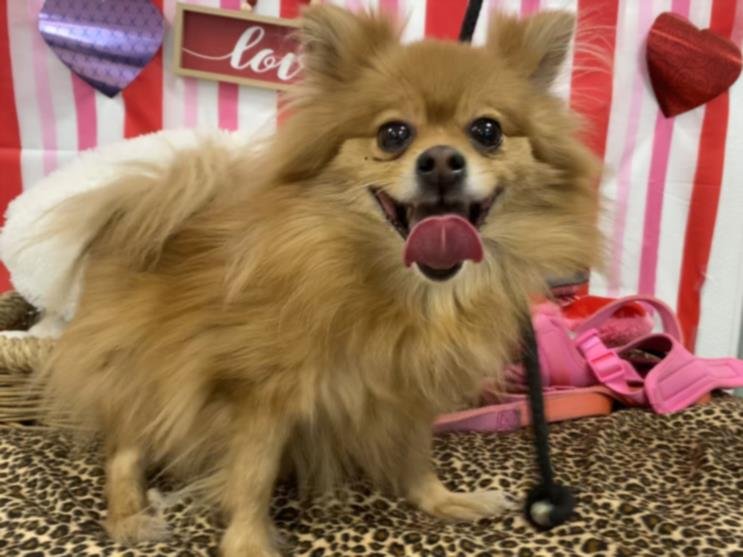 SKI - Pomeranian available for adoption