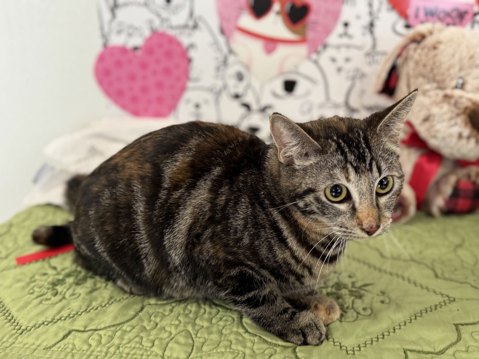 MANGO - Domestic Short Hair available for adoption