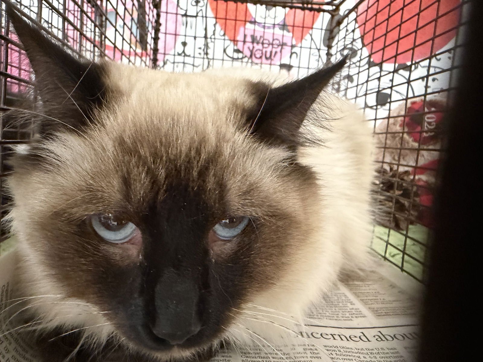 MARUEX - Domestic Long Hair available for adoption