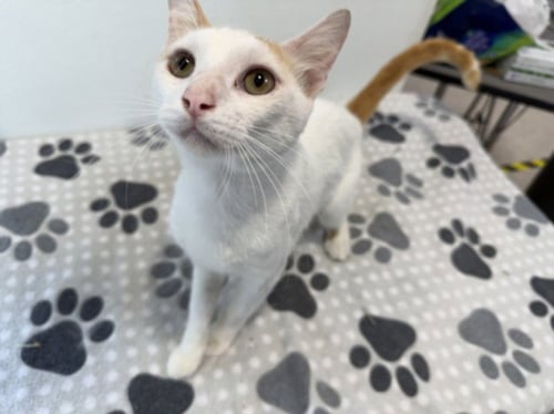 TOMMY - Domestic Short Hair available for adoption
