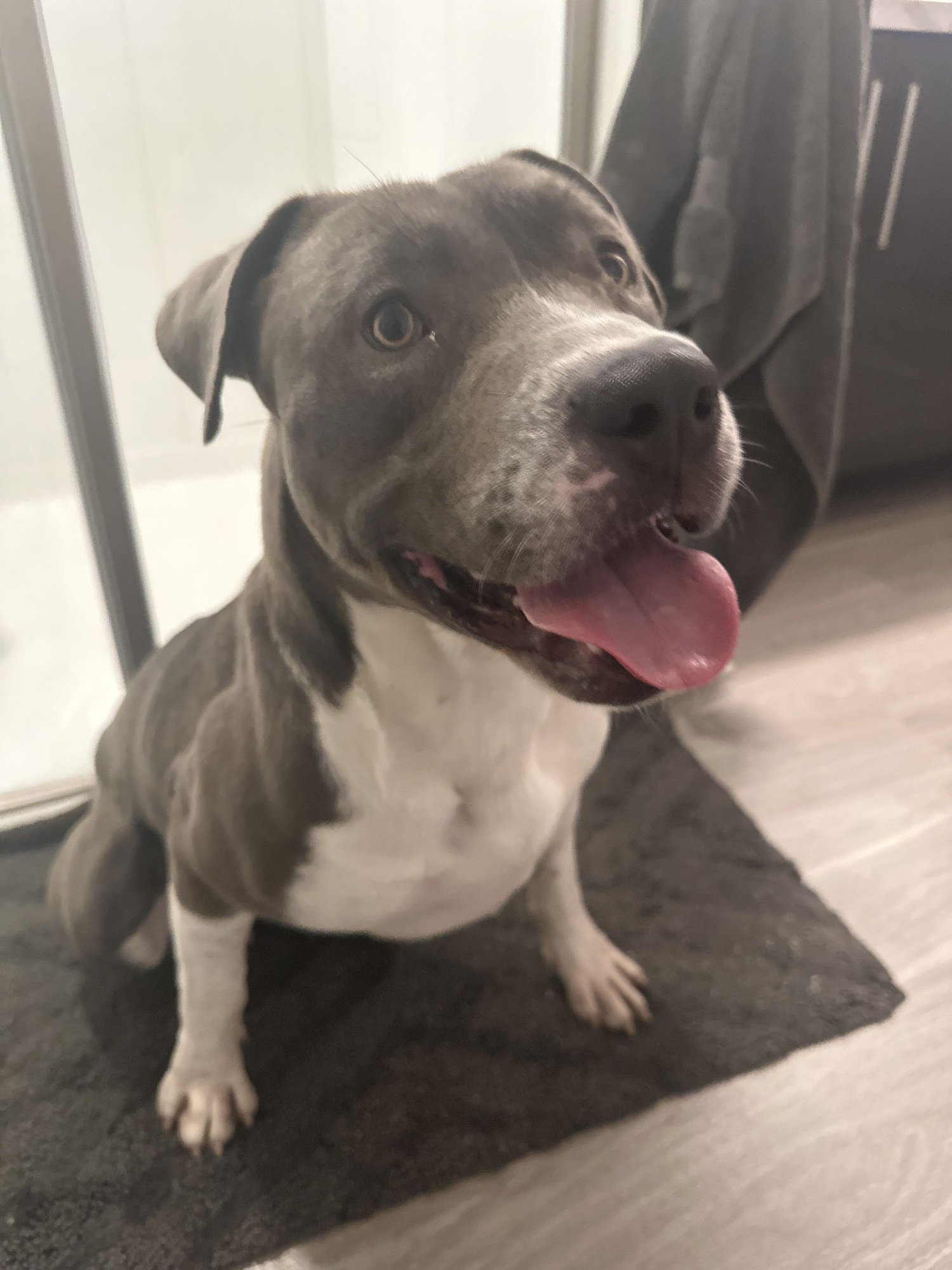 WISE - Pit Bull Terrier available for adoption