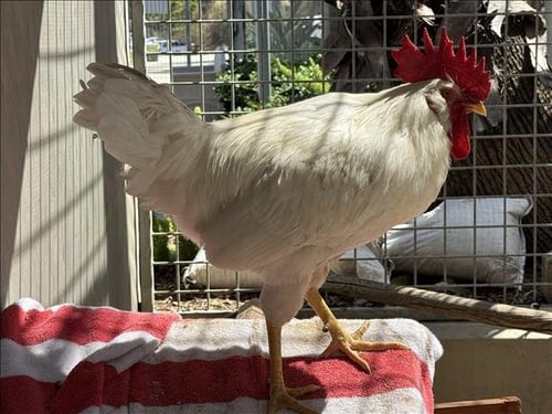 LEGHORN - Chicken available for adoption