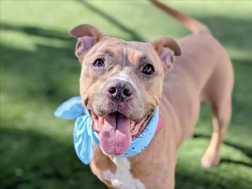 PENELOPE - Pit Bull Terrier available for adoption