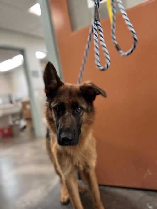 BENNY - German Shepherd Dog available for adoption