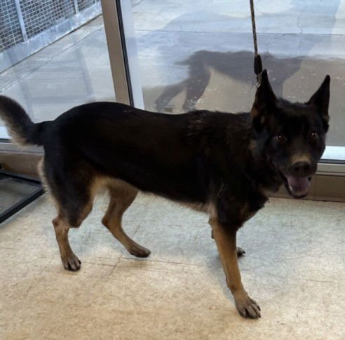 BROOKAIE - German Shepherd Dog available for adoption