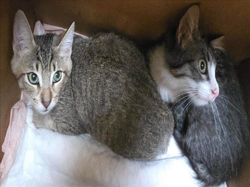 BOO - Domestic Short Hair available for adoption