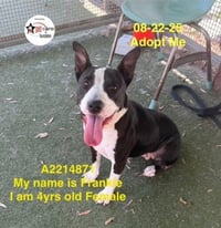 FRANKIE - Photo 1