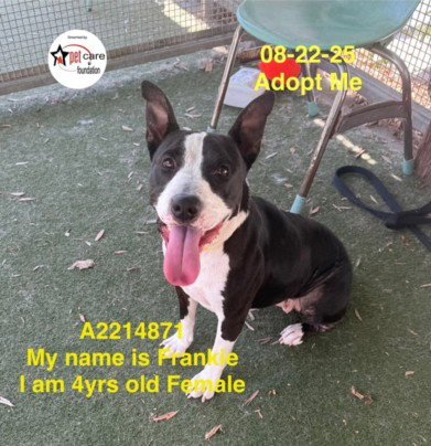 FRANKIE - Pit Bull Terrier available for adoption