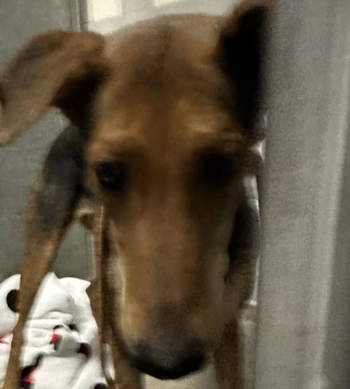 ANNIE - German Shepherd Dog available for adoption