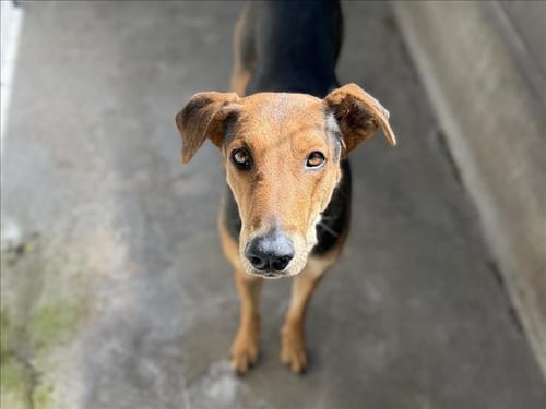 ANNIE - German Shepherd Dog available for adoption