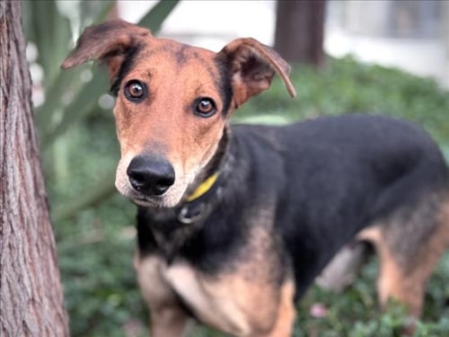 ANNIE - German Shepherd Dog available for adoption
