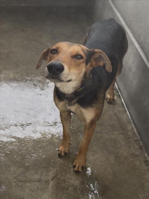 ANNIE - German Shepherd Dog available for adoption