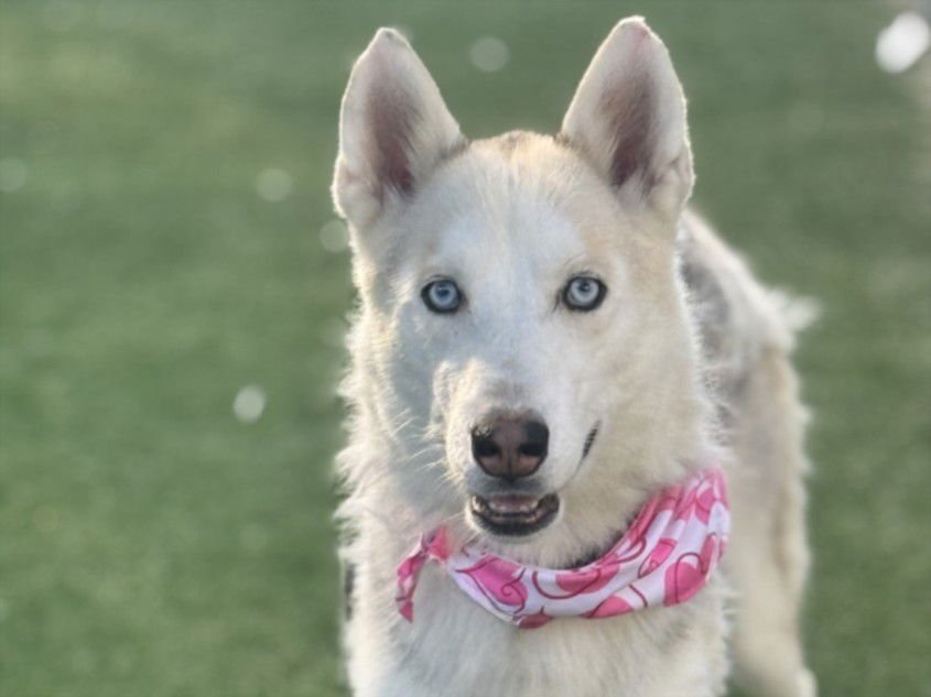 AMBER - Siberian Husky available for adoption