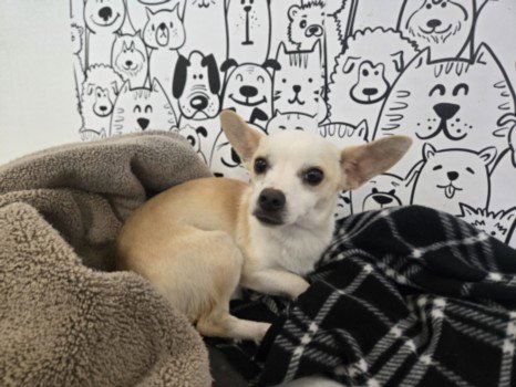 TINA Image