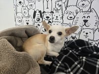 TINA - Photo 1