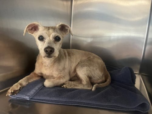 JUNIOR - Poodle (Miniature) available for adoption