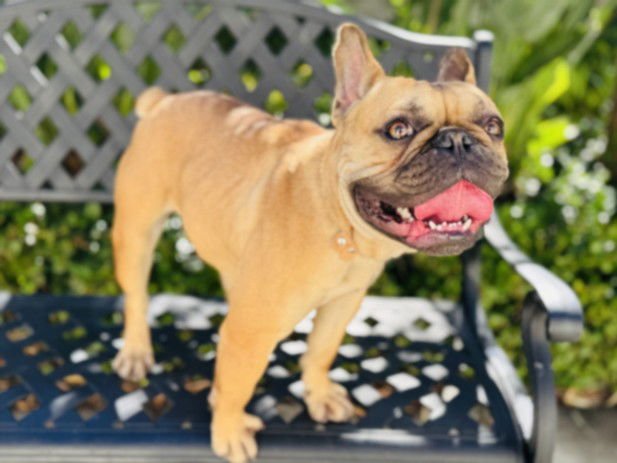 CHARLEY - French Bulldog available for adoption