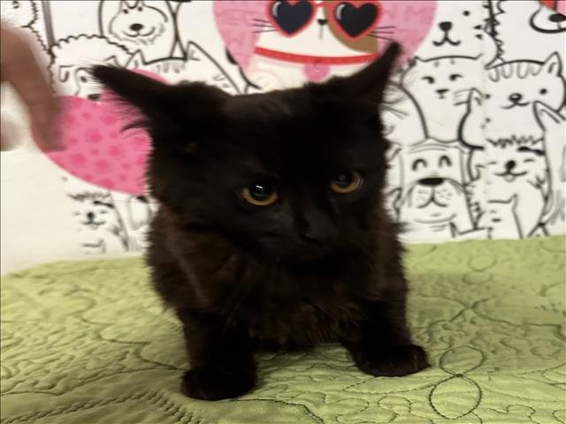 A2256061 - Domestic Medium Hair available for adoption