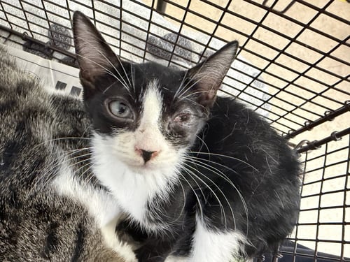 A2291209 - Domestic Short Hair available for adoption