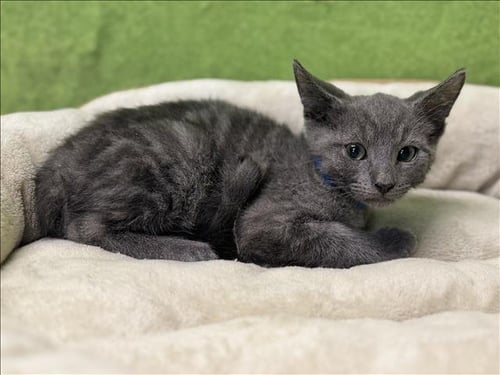 LOGAN - Domestic Short Hair available for adoption
