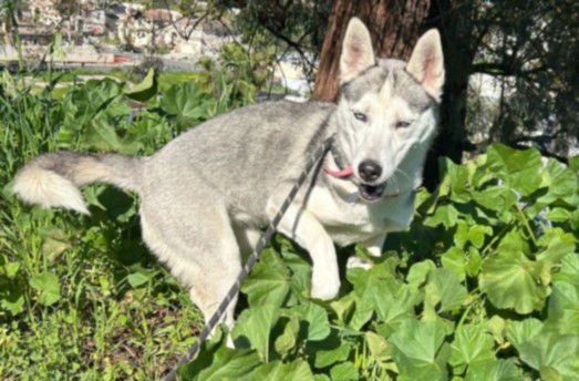 APPLE - Husky available for adoption