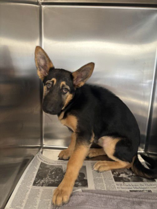 GEMMA - German Shepherd Dog available for adoption