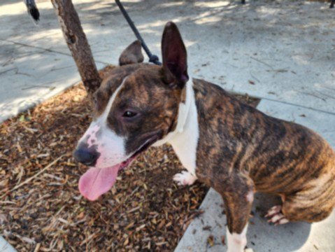 TOPO - Bull Terrier available for adoption