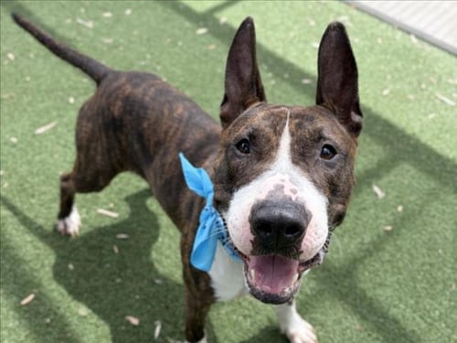 TOPO - Bull Terrier available for adoption