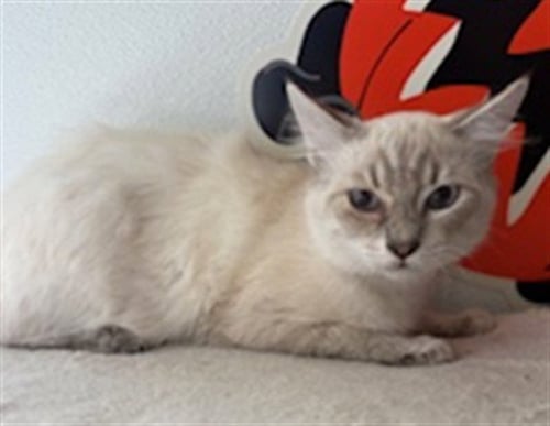 SNOWFLAKE - Domestic Short Hair available for adoption