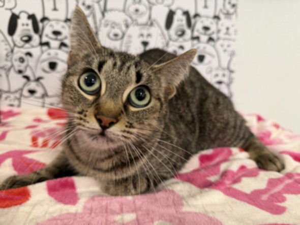 MAMA KINS - Domestic Short Hair available for adoption