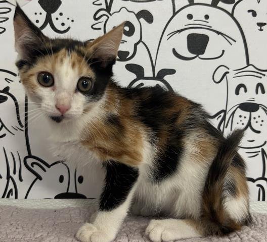 DAPHNE BRIDGERTON - Domestic Short Hair available for adoption