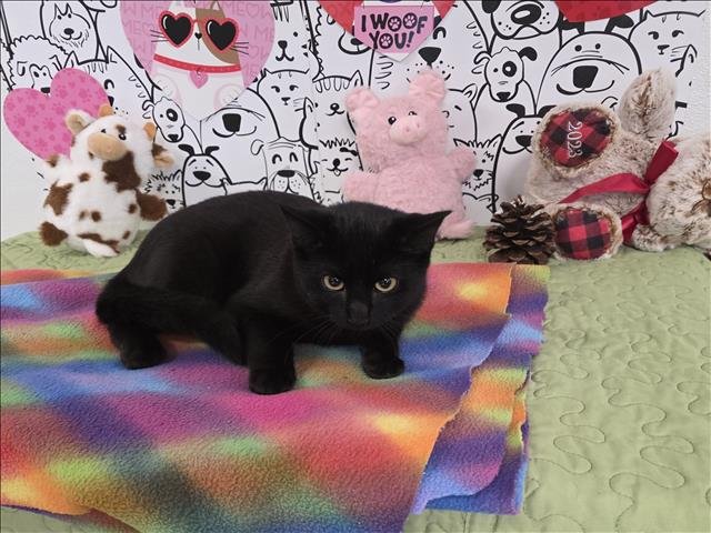 MAVERICK - Domestic Short Hair available for adoption