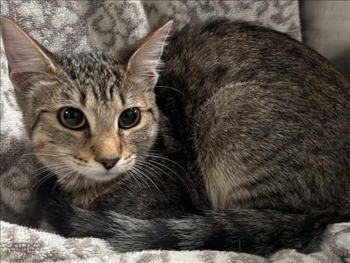 CUPCAKE - Domestic Short Hair available for adoption