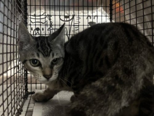 A2286039 - Domestic Short Hair available for adoption