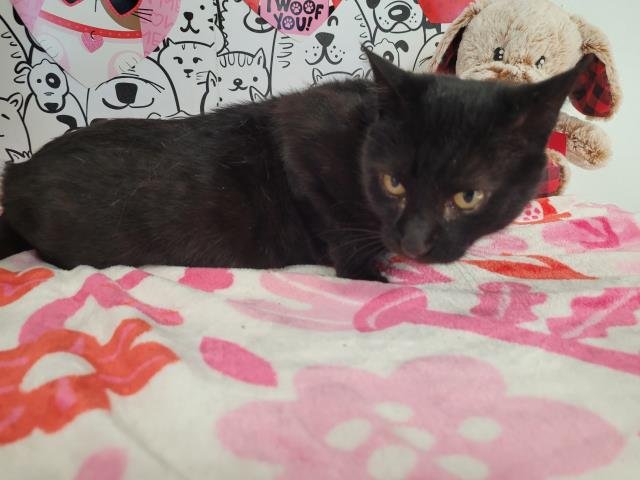 SUSIE - Domestic Short Hair available for adoption