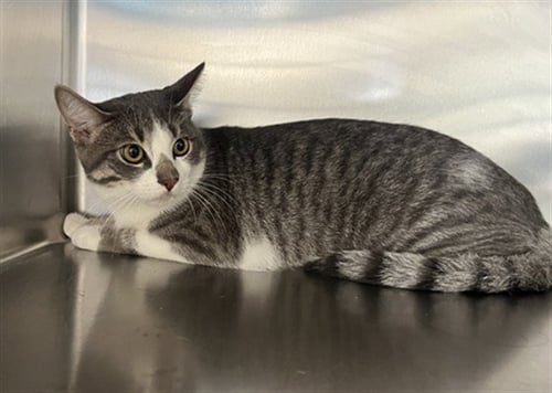 AL - Domestic Short Hair available for adoption