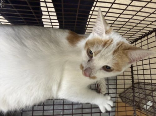 A2299791 - Domestic Short Hair available for adoption
