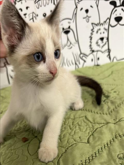 MICKEL - Siamese available for adoption