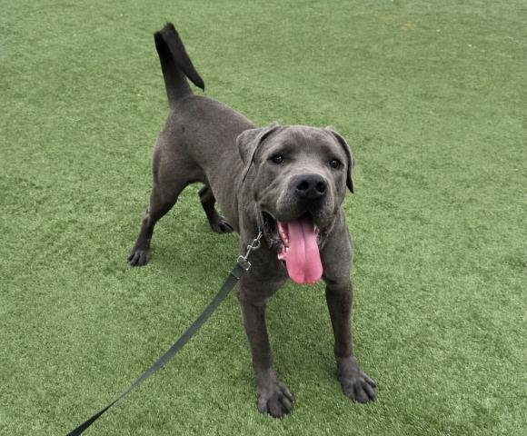 FRANKLIN - Cane Corso Mastiff available for adoption